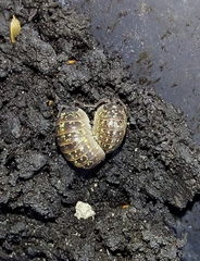 Armadillidium versicolor