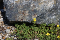 Oxalis rubens