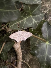 Scopula marginepunctata