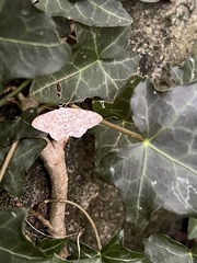 Scopula marginepunctata