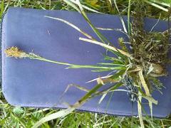 Carex caryophyllea