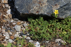Oxalis rubens