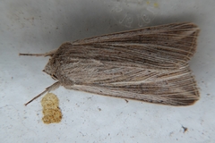 Mythimna riparia
