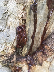 Phaeotremella foliacea