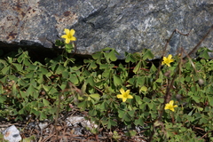Oxalis rubens