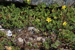 Oxalis rubens
