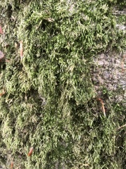 Pseudisothecium myosuroides