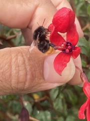 Bombus ruderarius