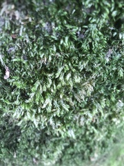 Pseudisothecium myosuroides