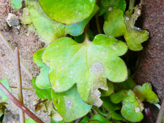 Septoria cymbalariae