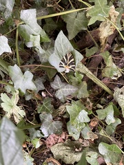 Euplagia quadripunctaria