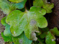 Septoria cymbalariae