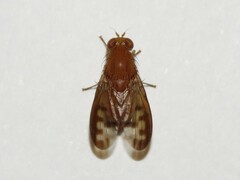 Lauxaniidae