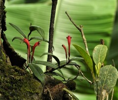 Aeschynanthus perrottetii