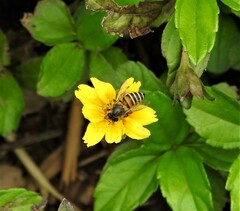 Apis cerana indica