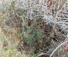 Berberis glaucocarpa