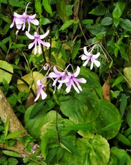 Impatiens scapiflora