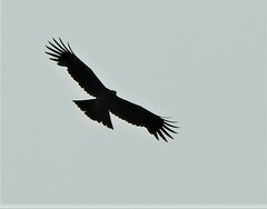 Ictinaetus malaiensis