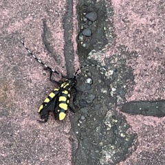 Anoplophora horsfieldii