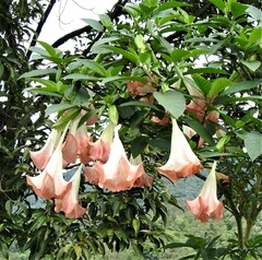 Brugmansia suaveolens