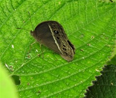 Mycalesis mineus