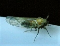 Delphacidae