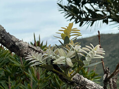 Agathis ovata