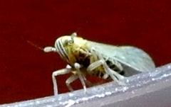 Delphacidae
