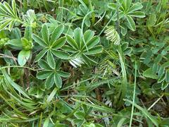 Alchemilla conjuncta