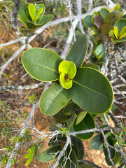 Garcinia amplexicaulis