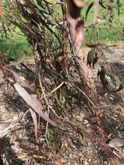 Eucalyptus viminalis