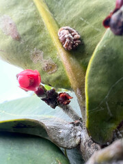 Garcinia amplexicaulis
