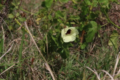 Hibiscus diversifolius