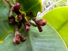 Garcinia amplexicaulis