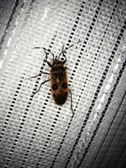 Physopelta parviceps