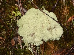 Cladonia confusa