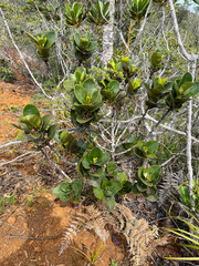 Garcinia amplexicaulis