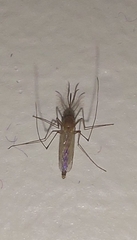 Culex pipiens