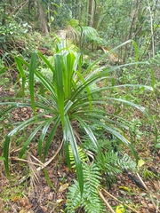 Pandanus forsteri