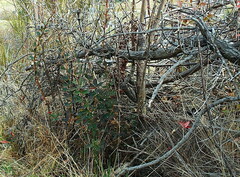 Berberis glaucocarpa