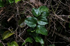 Smilax australis