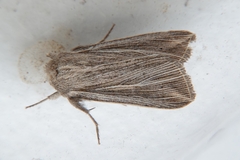 Mythimna riparia