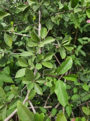 Magnoliopsida