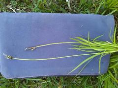 Carex montana