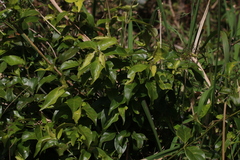Gynochthodes jasminoides