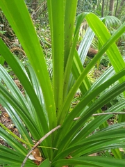 Pandanus forsteri