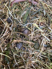 Arion hortensis
