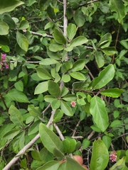 Magnoliopsida