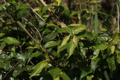 Gynochthodes jasminoides