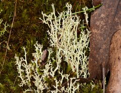 Cladonia capitellata